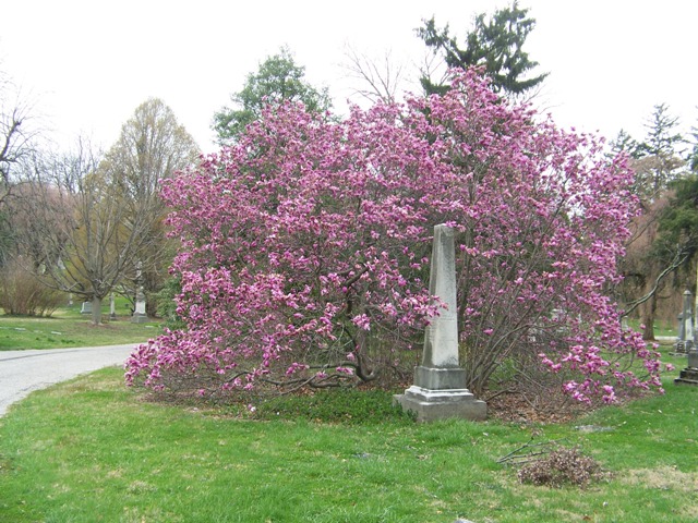 Magnolia x liliiflora MagnoliaBetty.JPG