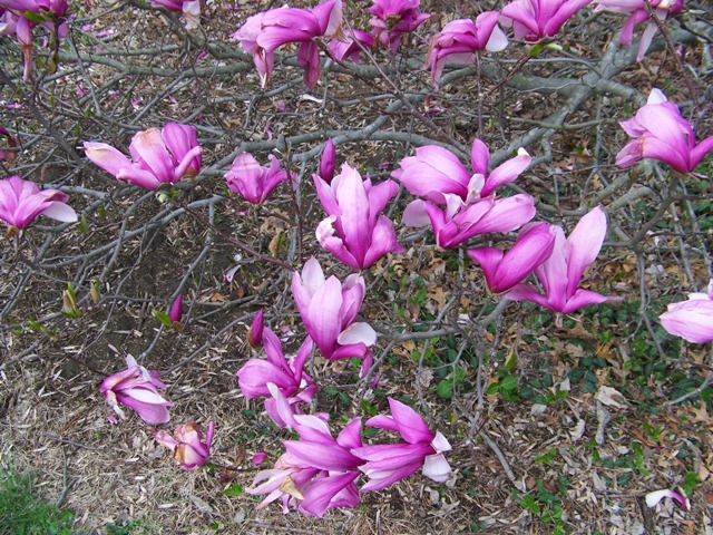 Magnolia x liliiflora MagnoliaBettyFlowers.JPG