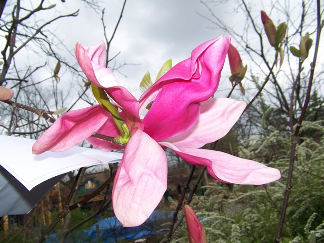 Picture of Magnolia%20x%20'Daybreak'%20Daybreak%20Magnolia