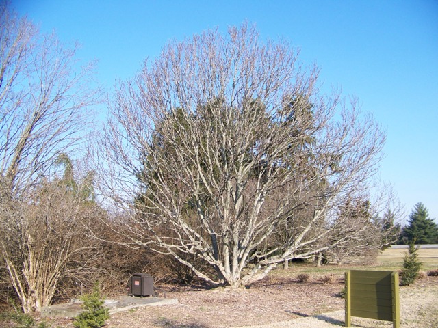 Magnolia x 'Galaxy' MagnoliaGalaxy.JPG