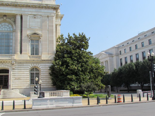 Magnolia grandiflora MagnoliaGrandifloraSenateRussell.JPG