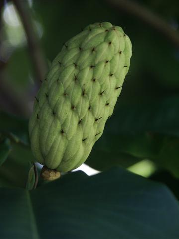 Picture of Magnolia macrophylla  Bigleaf Magnolia