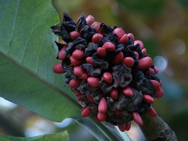 Picture of Magnolia macrophylla  Bigleaf Magnolia