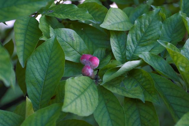 Picture of Magnolia salicifolia  Anise Magnolia