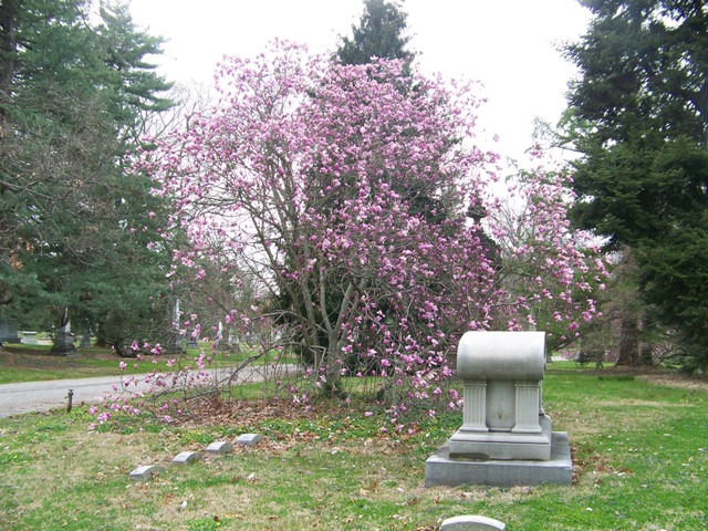 Magnolia x liliiflora MagnoliaSusan.JPG