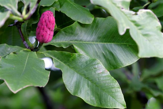 Picture of Magnolia tripetala  Umbrella Magnolia