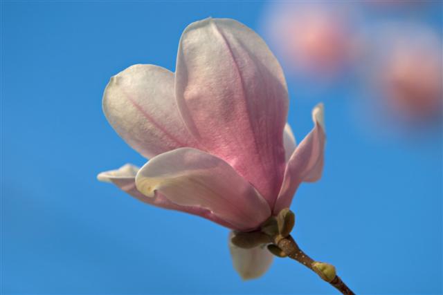 Picture of Magnolia x soulangeana  Saucer Magnolia