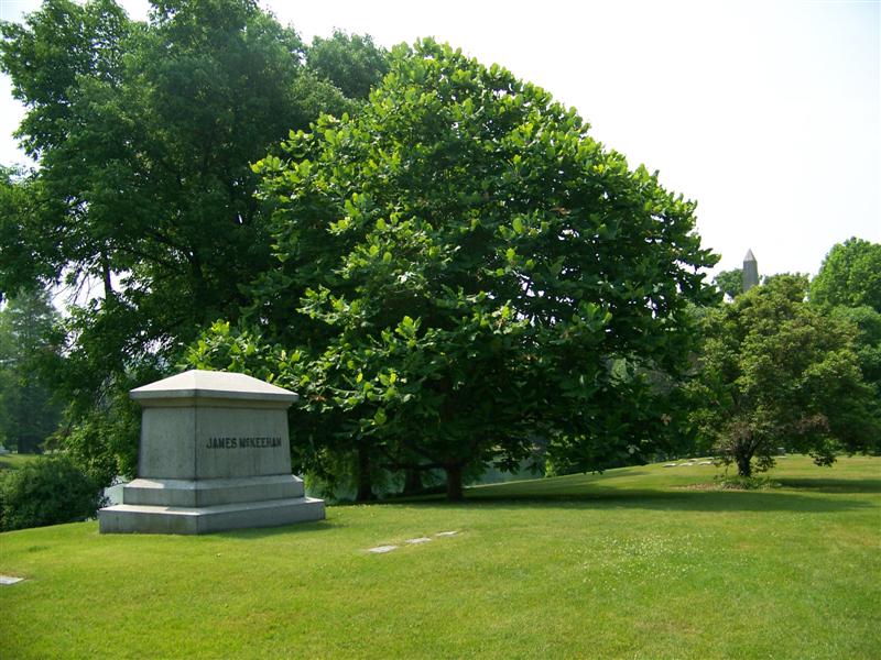 Picture of Magnolia macrophylla  Bigleaf Magnolia