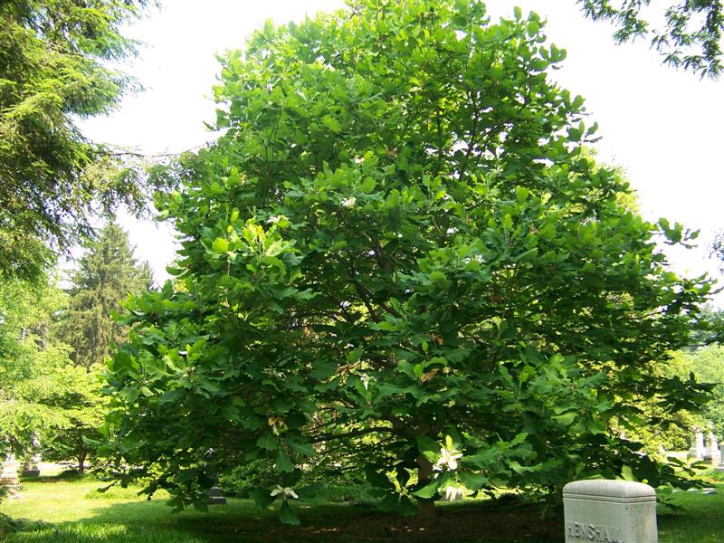 Picture of Magnolia macrophylla  Bigleaf Magnolia