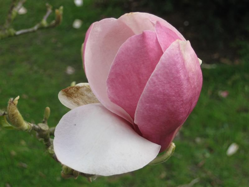 Magnolia x soulangeana Magnolia_x_soulangeana_flower_closeup_Kew_Gardens.JPG