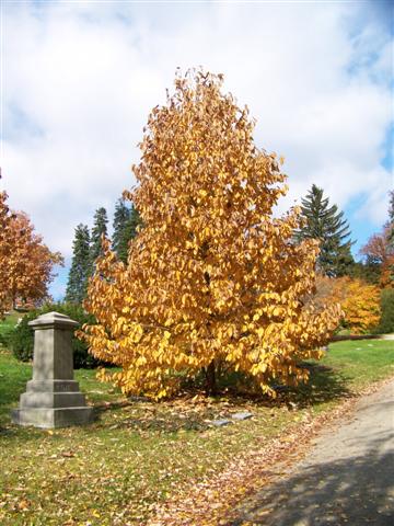 Picture of Magnolia acuminata  Cucumbertree Magnolia