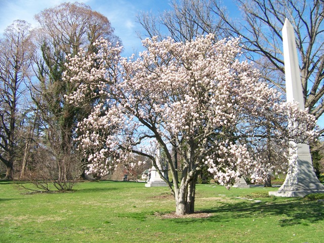 Picture of Magnolia denudata  Yulan Magnolia