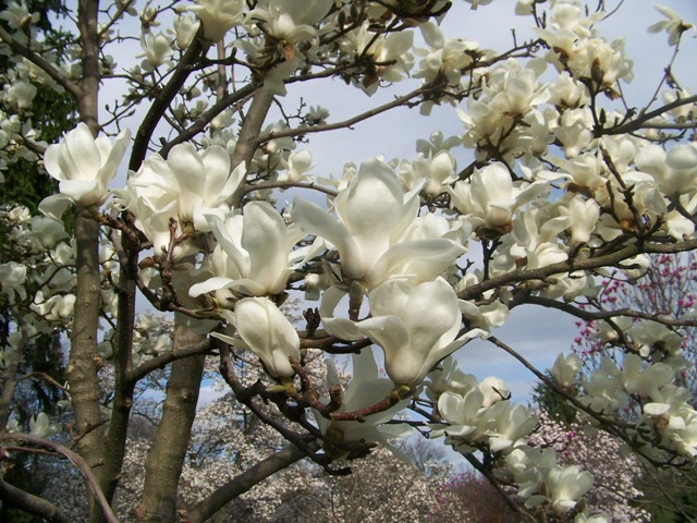 Magnolia denudata Magnoliadenudata.flower.JPG