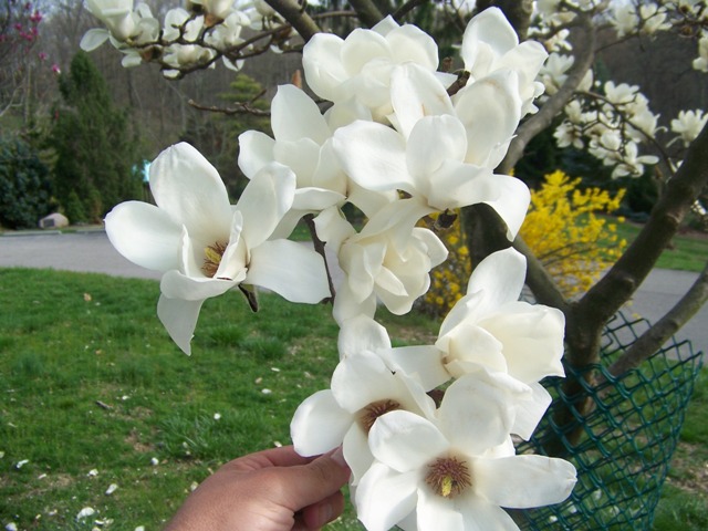 Magnolia denudata Magnoliadenudataflower.JPG
