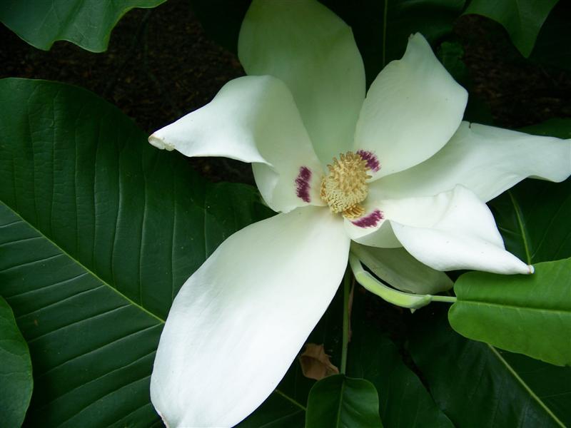 Picture of Magnolia macrophylla  Bigleaf Magnolia