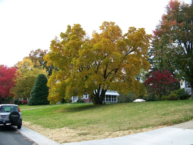 Picture of Magnolia x loebneri  Loebner Magnolia