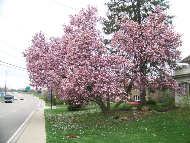 Magnolia x soulangeana Magnoliaxsoulangeana.JPG