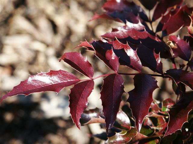 Picture of Mahonia%20aquifolium%20%20Oregon%20Grapeholly