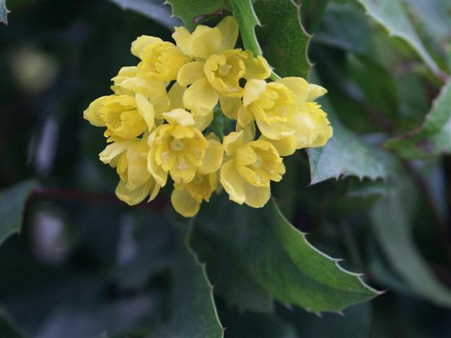 Picture of Mahonia aquifolium  Oregon Grapeholly