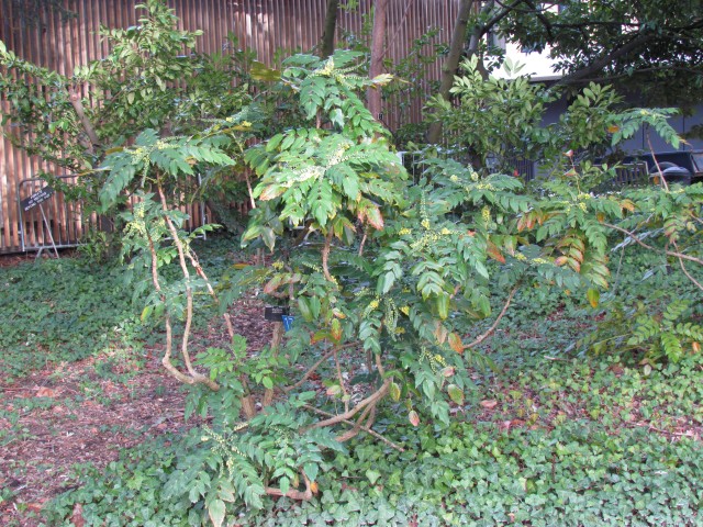 Mahonia japonica MahoniaJaponica2_Full.JPG