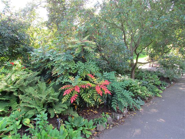 Mahonia japonica MahoniaJaponicaSideKew.JPG