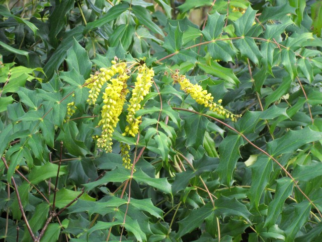 Mahonia lindsayae MahoniaLindsayaeCantabFlower.JPG