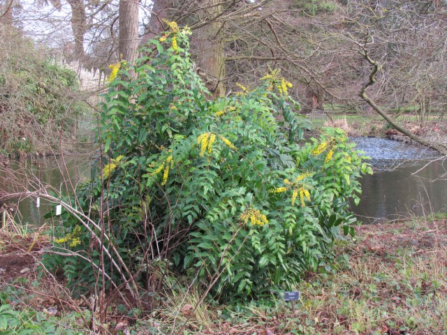 Mahonia lindsayae MahoniaLindsayaeCantabFull.JPG