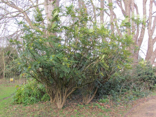 Mahonia media MahoniaMedia2.JPG