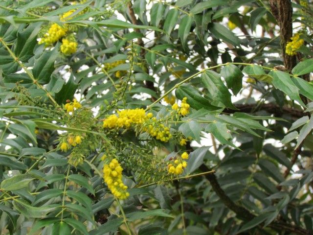 Mahonia media MahoniaMediaCharityFlowerDetail.JPG