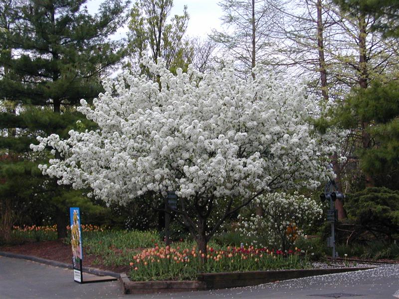 Picture of Malus sp. 'Donald Wyman' Donald Wyman Crabapple