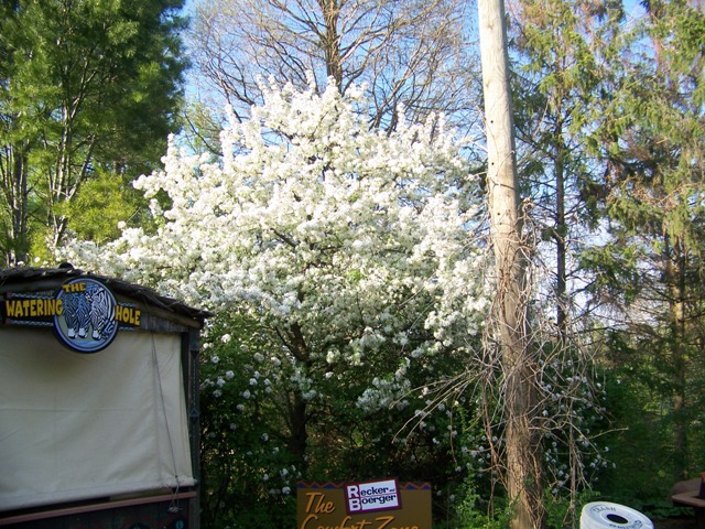 Picture of Malus%20sp.%20%27Sugar%20Tyme%27%20Sugar%20Tyme%20Crabapple