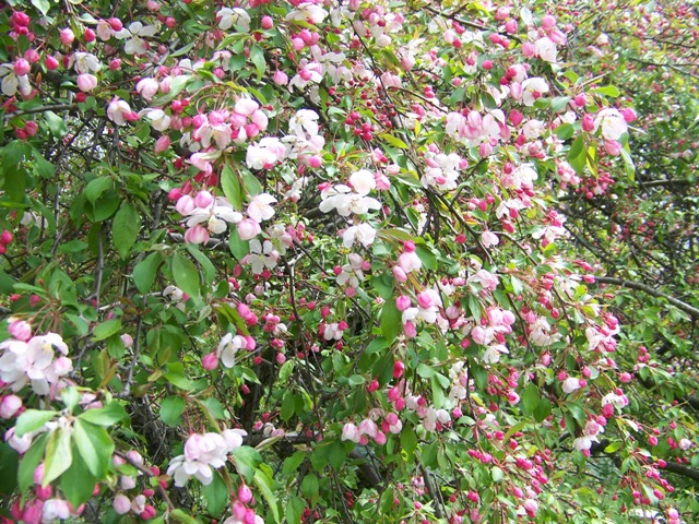 Malus sp. Malus.White.Cascadeflowers.JPG