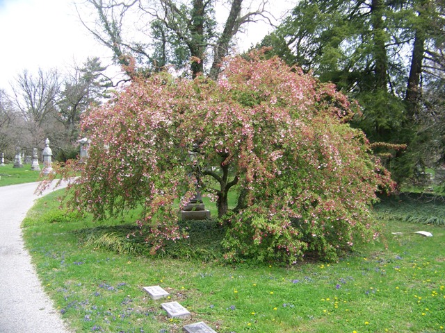 Malus sp. Malus.WhiteCascade.JPG