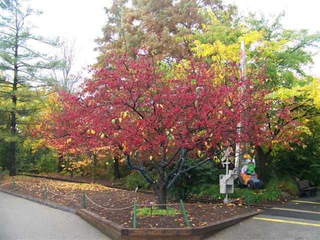 Picture of Malus sp. 'Donald Wyman' Donald Wyman Crabapple