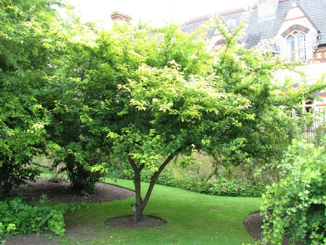 Malus sieboldii MalusSieboldiiRedCrossFullCUBG.JPG