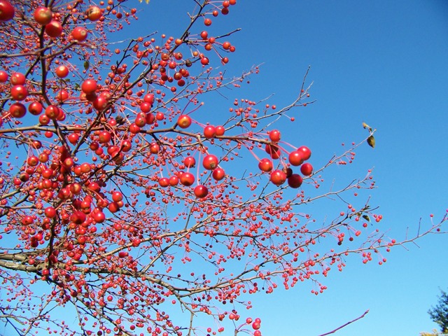 Picture of Malus sp. 'Snowdrift' Snowdrift Crabapple