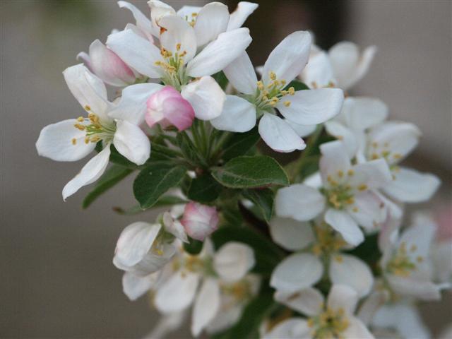 Picture of Malus%20sp.%20%27Sugar%20Tyme%27%20Sugar%20Tyme%20Crabapple