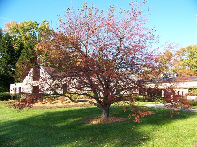 Malus sp. Malus_snowdrift.jpg