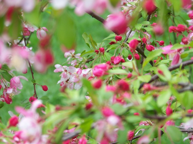 Malus floribunda Malusfloribundaflowers.JPG