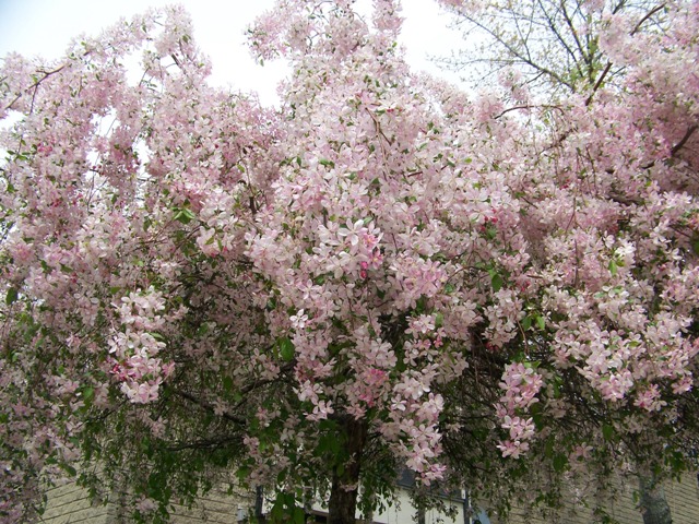 Picture of Malus%20sp.%20'Louisa'%20Louisa%20Crabapple