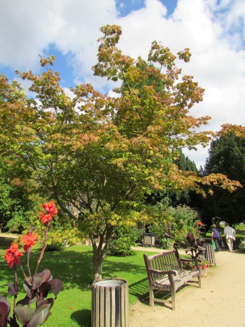 Acer japonicum ManAcerJaponicumAconitifolium2.JPG