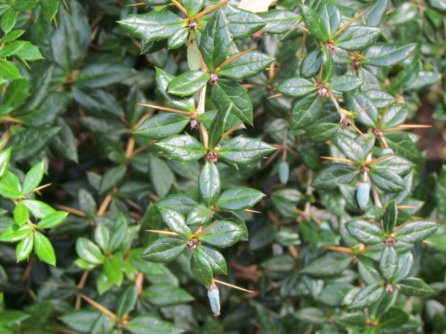 Berberis gagnepainii ManBerberisGangepanii.JPG