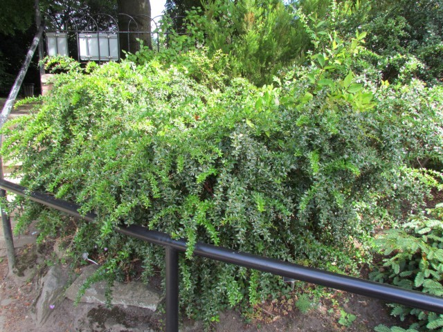 Berberis gagnepainii ManBerberisGangepanii2.JPG