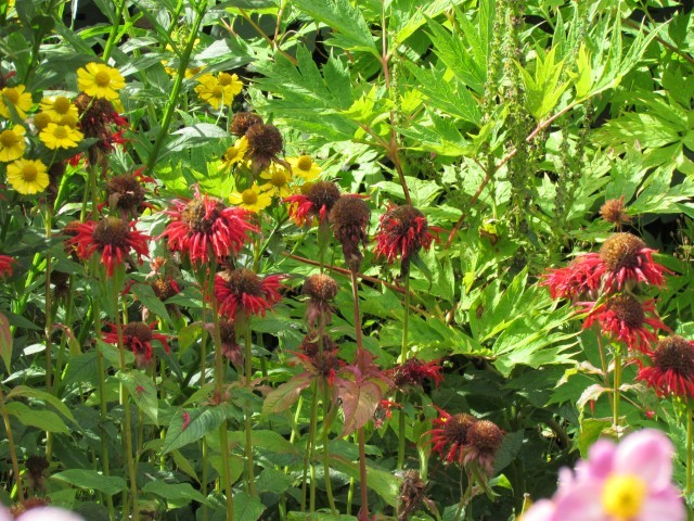 Monarda didyma ManBergamot.JPG