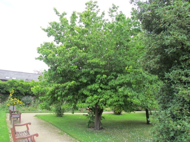 Cornus kousa ManCornusKousa2.JPG