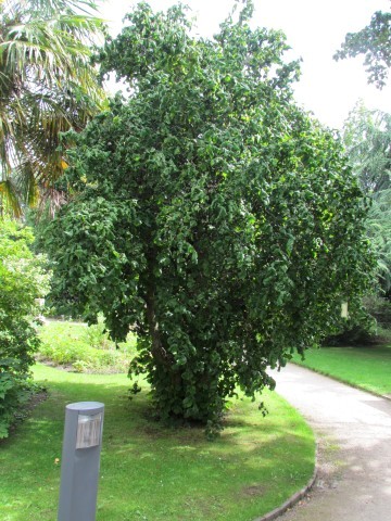 Corylus avellana ManCorylusAvellanaContortia1.JPG