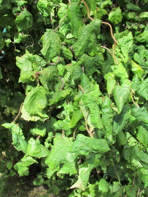 Corylus avellana ManCorylusAvellanaContortiaDetail.JPG