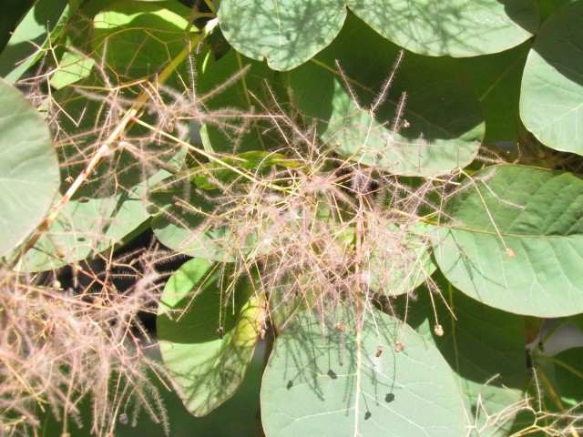 Cotinus coggygria ManCotinusCoggygraDetail.JPG