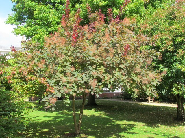 Cotinus coggygria ManCotinusCoggygria.JPG