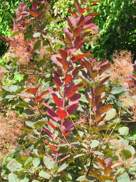 Cotinus coggygria ManCotinusCoggygriaDetail2.JPG